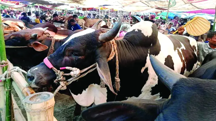 হাট মাতাচ্ছে বাহারি নামের গরু হাট মাতাচ্ছে বাহারি নামের গরু