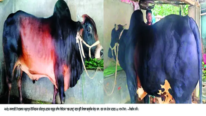 রাজশাহীর পশুর হাট জমে উঠেছে রাজশাহীর পশুর হাট জমে উঠেছে