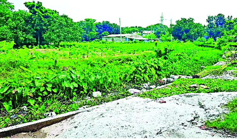 রাজশাহীর কাটাখালী খাল এখন ভাগাড় রাজশাহীর কাটাখালী খাল এখন ভাগাড়