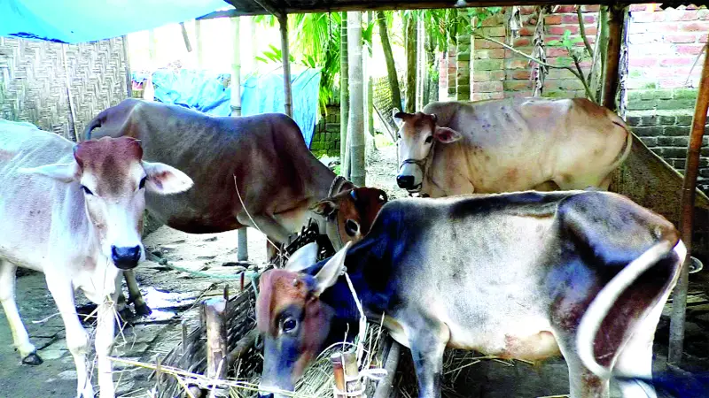 পঞ্চগড়ে দ্রুত ছড়িয়ে পড়ছে লাম্পি স্কিন