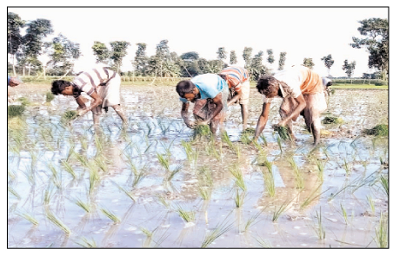 ‘তেল সারের দাম বেশি গিরস্তি করাম কিবা’