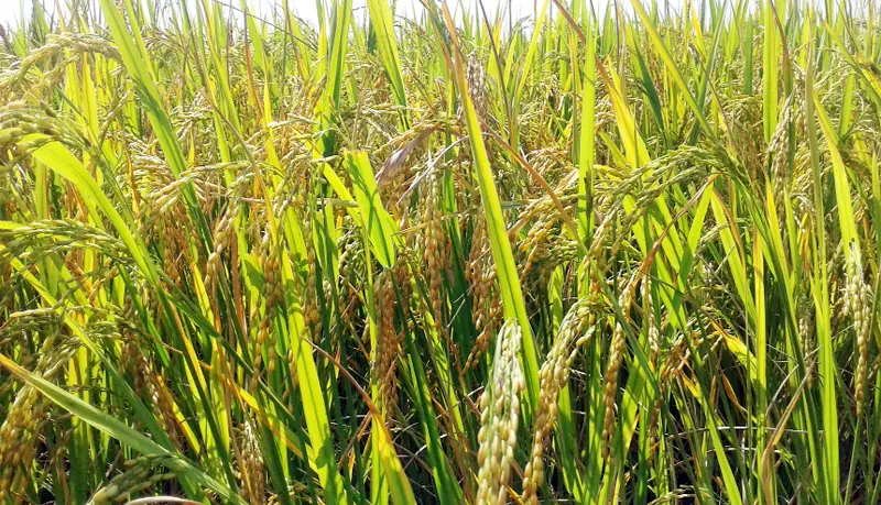মাগুরায় আমনের বাম্পার ফলন, কৃষকের মুখে হাসি মাগুরায় আমনের বাম্পার ফলন, কৃষকের মুখে হাসি