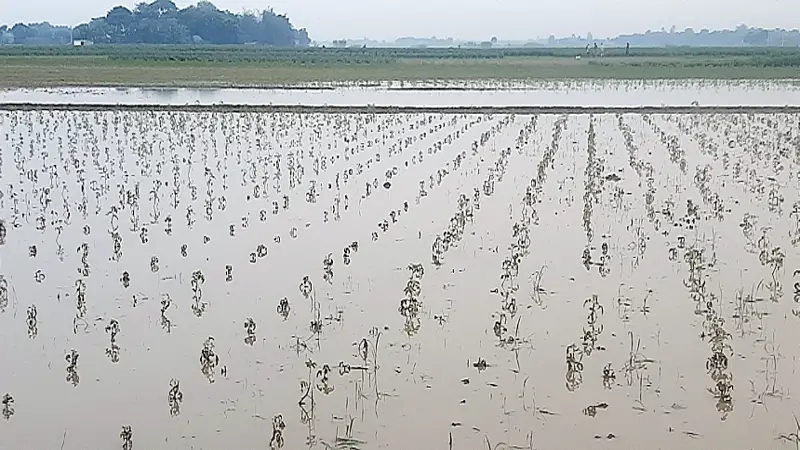 কৃষকের স্বপ্ন পানির নিচে কৃষকের স্বপ্ন পানির নিচে