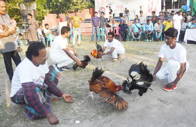 ঐতিহ্যবাহী মোরগ লড়াই ঐতিহ্যবাহী মোরগ লড়াই