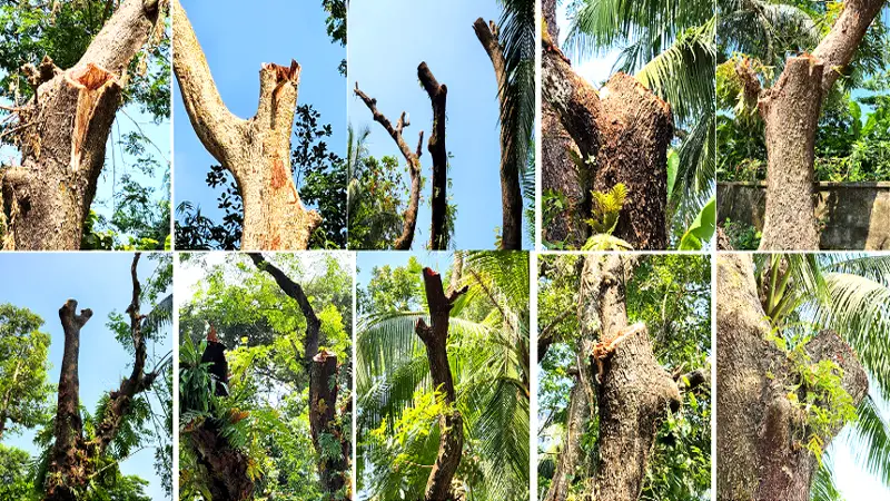 পরিবেশবান্ধব গাছ কেটে ফেলা হচ্ছে