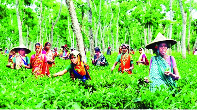 চা নারী শ্রমিকদের বদলে যাওয়ার লড়াই