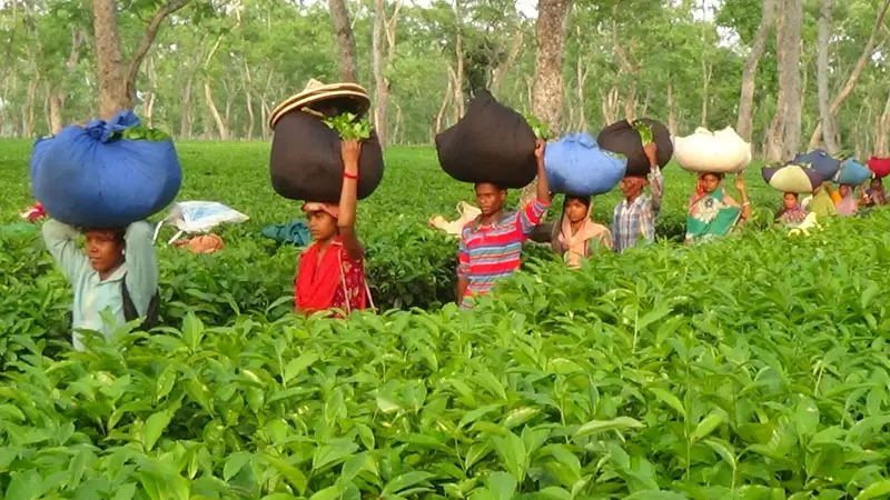 প্রধানমন্ত্রীর আশ্বাসে চা-শ্রমিকদের কর্মবিরতি প্রত্যাহার প্রধানমন্ত্রীর আশ্বাসে চা-শ্রমিকদের কর্মবিরতি প্রত্যাহার