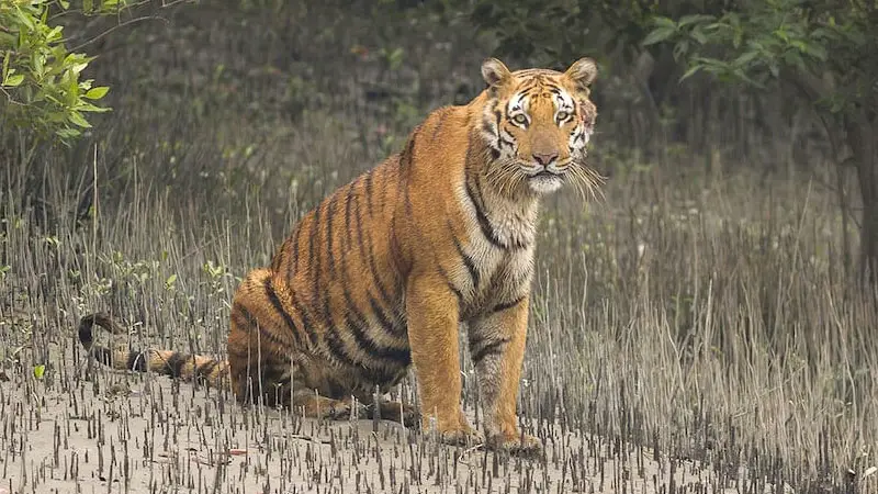 সাবধান! দেখছে কিন্তু বাঘ ‘মামা’ 