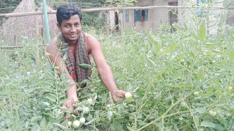 আগাম টমেটো চাষে কৃষকের মুখে হাসি