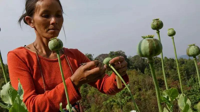 আফিম উৎপাদনে মিয়ানমারের রেকর্ড