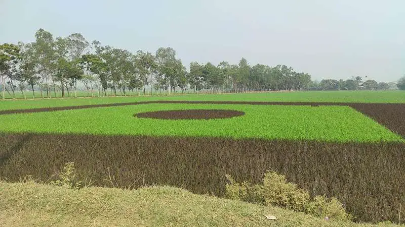 ধান ক্ষেতে অংকিত পতাকায় দেশ প্রেমের বহিঃপ্রকাশ 