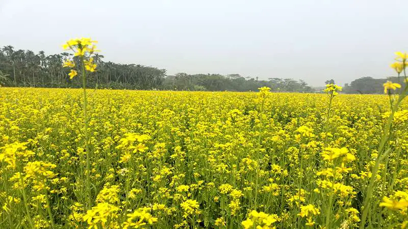 লক্ষ্যমাত্রার চেয়ে বেশি সরিষার চাষ, বাম্পার ফলনের আশা