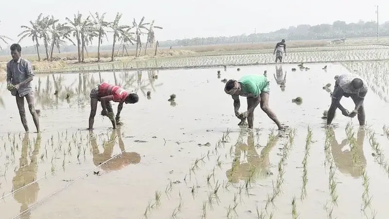 চাঁপাইনবাবগঞ্জে বোরো চাষে ব্যস্ত কৃষকরা