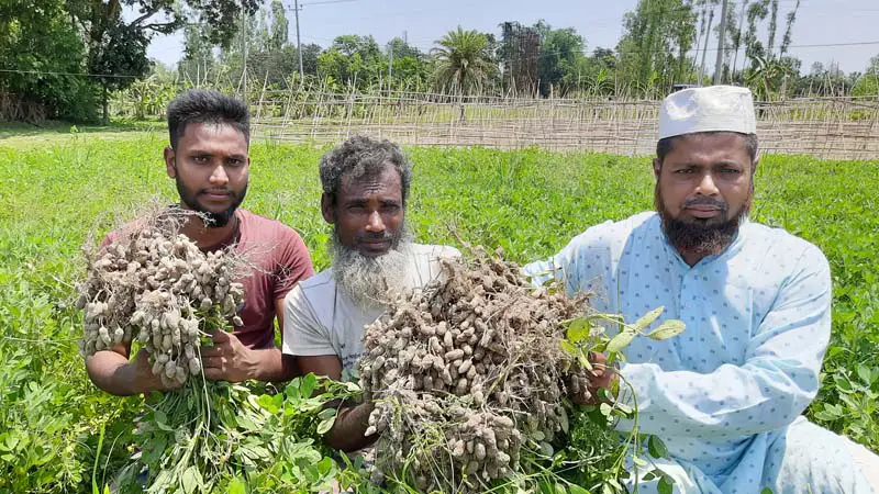 চিনা বাদাম চাষে চমক দেখালেন আরফান আলী চিনা বাদাম চাষে চমক দেখালেন আরফান আলী