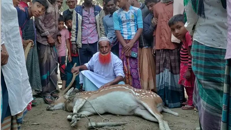 ভোলার বিচ্ছিন্ন চরে কুকুরের কামড়ে হরিণের মৃত্যু