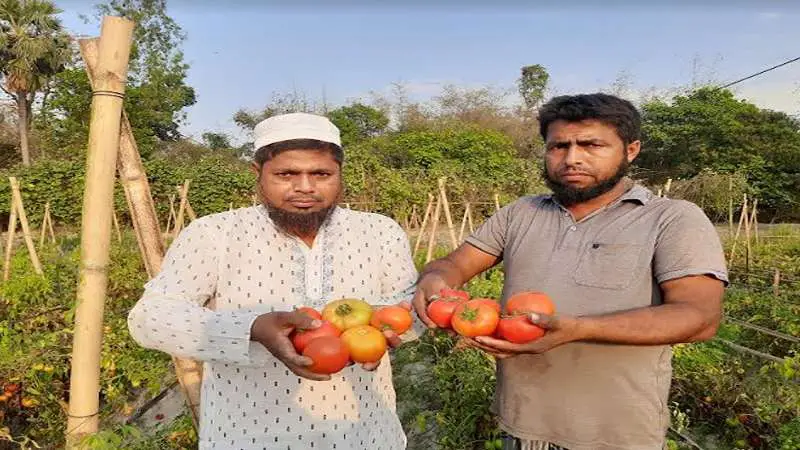 বাহুবলী টমেটো চাষে লাভবান মামা-ভাগিনা বাহুবলী টমেটো চাষে লাভবান মামা-ভাগিনা