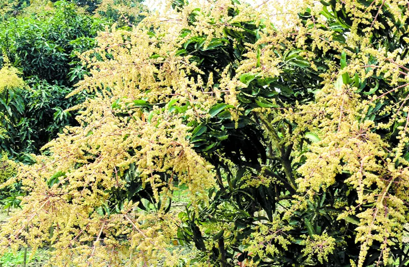 রাজশাহী অঞ্চলের গাছে গাছে সৌরভ ছড়াচ্ছে আমের মুকুল রাজশাহী অঞ্চলের গাছে গাছে সৌরভ ছড়াচ্ছে আমের মুকুল