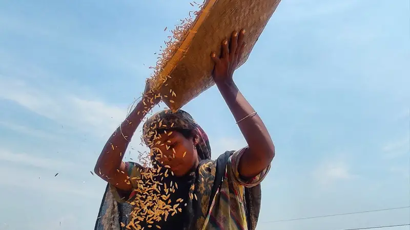 রাস্তার পাশে ধান শুকানোর পরে ধান থেকে ময়লা আলাদা করতে ধানগুলো কুলা দিয়ে ঝাড়া হচ্ছে।