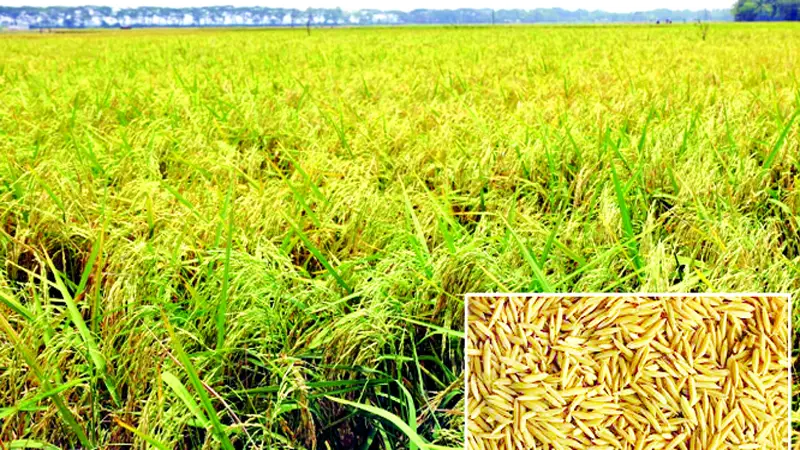 নতুন ধানে বাজিমাত নতুন ধানে বাজিমাত