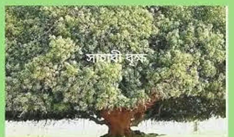 সত্যের সাক্ষ্য জর্দানের সাহাবি বৃক্ষ সত্যের সাক্ষ্য জর্দানের সাহাবি বৃক্ষ