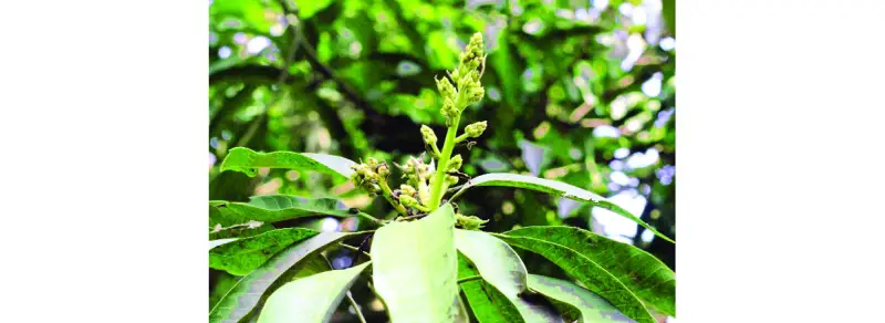 চাঁপাইয়ের গাছে গাছে আমের মুকুল, ভাল ফলনের আশা চাঁপাইয়ের গাছে গাছে আমের মুকুল, ভাল ফলনের আশা
