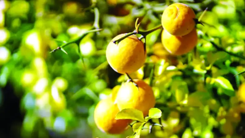 ৫ কোটি ফলের গাছ ৫ কোটি ফলের গাছ