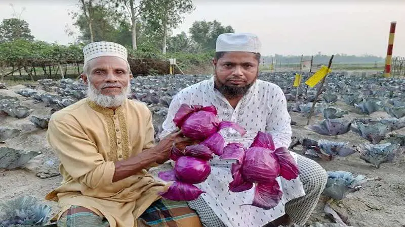 হবিগঞ্জে রঙিন বাঁধাকপি চাষে সাফল্য