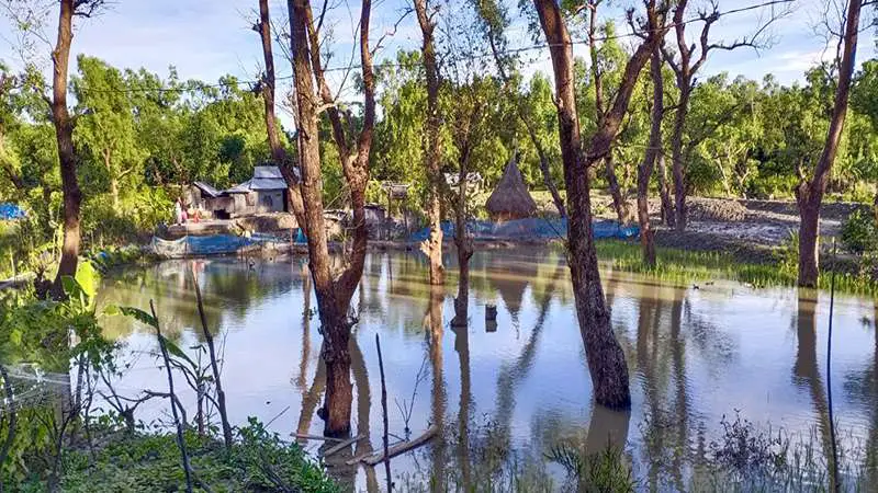 কলাপাড়ায় ২২ বছরে  ৮০ ভাগ ম্যানগ্রোভ প্রজাতির গাছপালা নিশ্চিহ্ন 