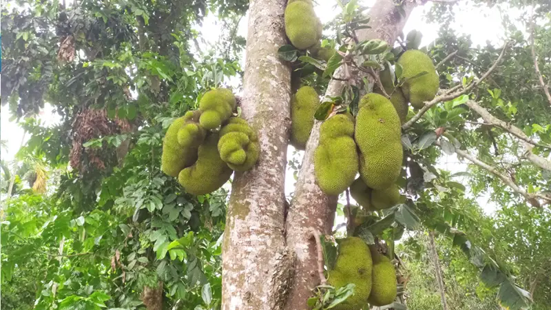 মধুপুরের বনাঞ্চল এলাকায় গাছে গাছে ধরে আছে জাতীয় ফল কাঁঠাল