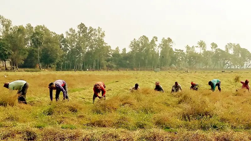 চাটমোহরে সরিষার ফলনে-দামে খুশি চাষিরা চাটমোহরে সরিষার ফলনে-দামে খুশি চাষিরা