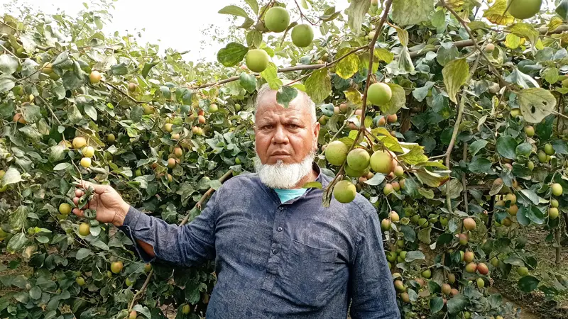 রাণীশংকৈলে বরই চাষে ভাগ্য বদল আমানুল্লাহর রাণীশংকৈলে বরই চাষে ভাগ্য বদল আমানুল্লাহর