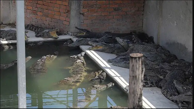 একসঙ্গে ৪০ কুমিরের হামলায় খামারি নিহত একসঙ্গে ৪০ কুমিরের হামলায় খামারি নিহত