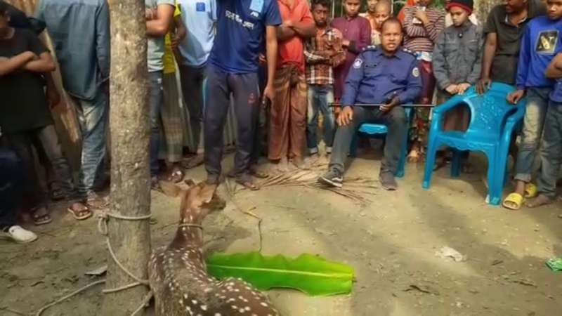 ভোলার লালমোহনে চিত্রা হরিণ উদ্ধার ভোলার লালমোহনে চিত্রা হরিণ উদ্ধার