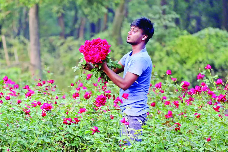 এক যে আছে গোলাপ গ্রাম