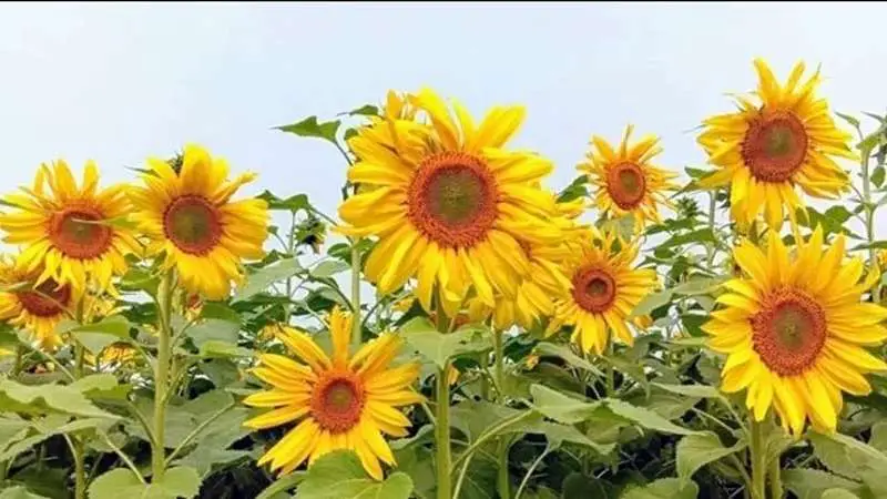 হবিগঞ্জে সূর্যমুখী ফুলের আবাদ বাড়ায় চাষিরা লাভবান হবিগঞ্জে সূর্যমুখী ফুলের আবাদ বাড়ায় চাষিরা লাভবান