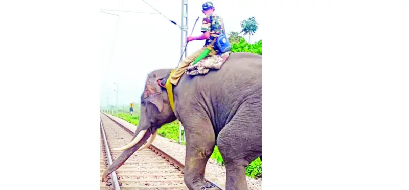 হাতির মৃত্যু ঠেকাতে... হাতির মৃত্যু ঠেকাতে...