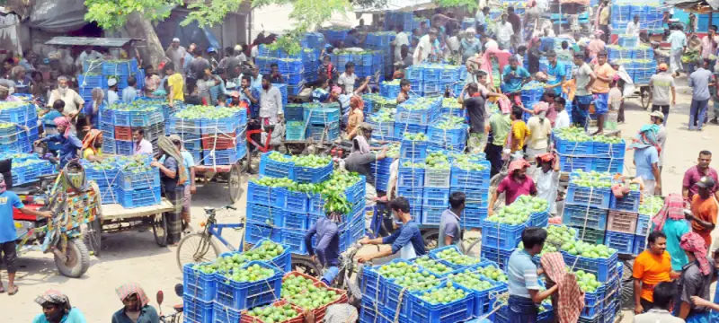 রাজশাহীতে জমে উঠেছে আমের হাট