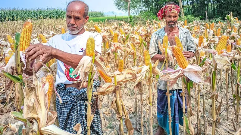 ভুট্টার বাম্পার ফলনে কৃষকের মুখে হাসি ভুট্টার বাম্পার ফলনে কৃষকের মুখে হাসি