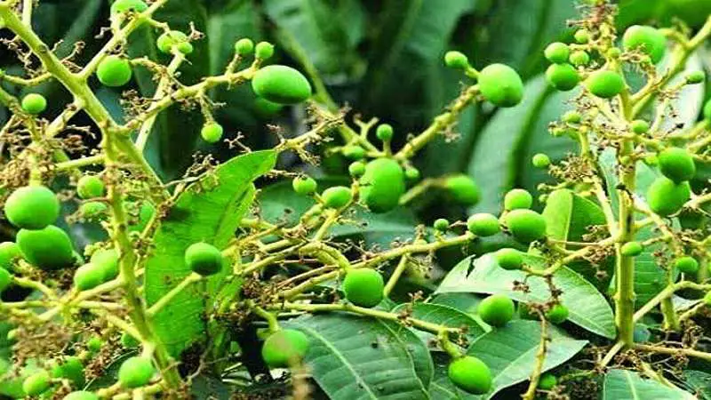 হোসেনপুরে মুকুল শেষে গাছে গাছে আমের গুটি হোসেনপুরে মুকুল শেষে গাছে গাছে আমের গুটি
