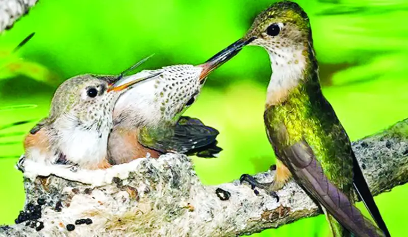 উড়ন্ত অবস্থায় ডিম পাড়া পাখি উড়ন্ত অবস্থায় ডিম পাড়া পাখি