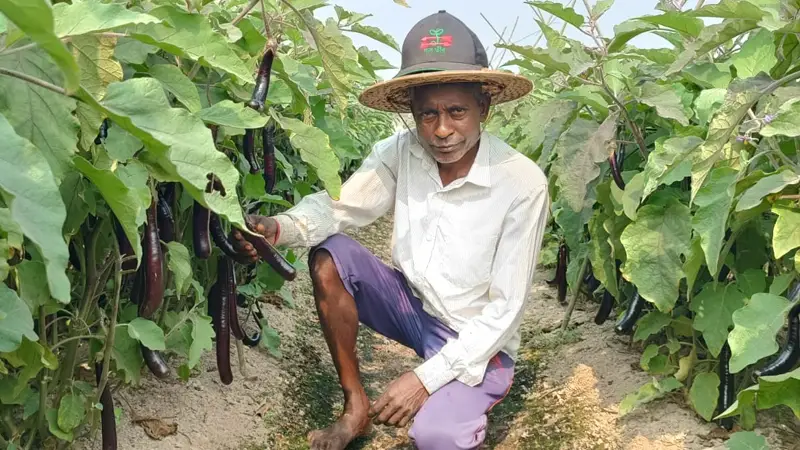 পার্পলকিং বেগুন চাষে আগ্রহী হয়ে উঠছেন কৃষকরা পার্পলকিং বেগুন চাষে আগ্রহী হয়ে উঠছেন কৃষকরা