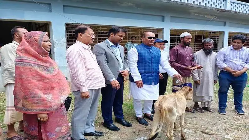 কলাপাড়ায় ৩৪ জেলে পরিবারকে বকনা বাছুর বিতরণ 