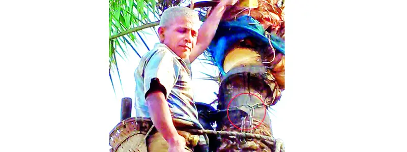 খেজুর রস যেন সোনার হরিণ খেজুর রস যেন সোনার হরিণ