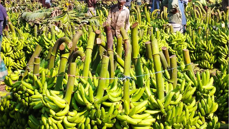 দিন দিন বাড়ছে টাঙ্গাইলের কলার চাহিদা