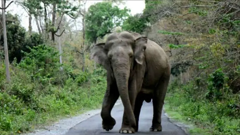 চকরিয়ায় বন্যহাতির আক্রমণে কাঠুরিয়া নিহত