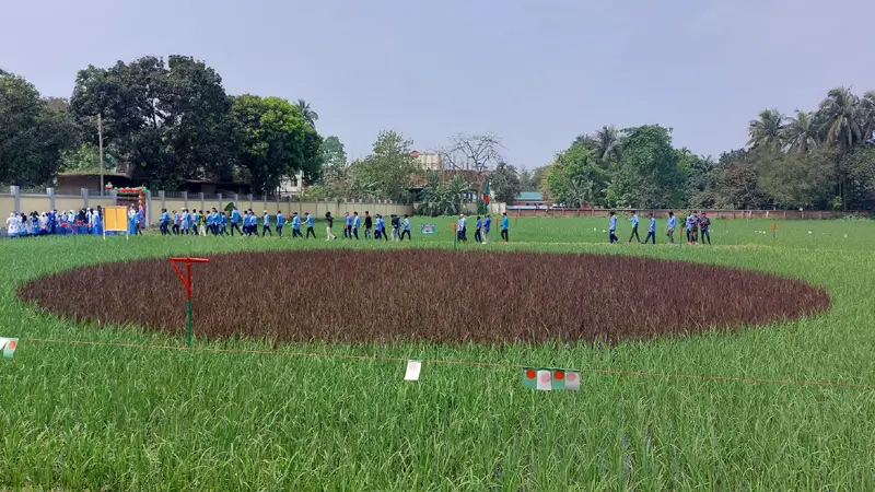 ধান ক্ষেতে জাতীয় পতাকা, সবজি ক্ষেতে মানচিত্র ও স্মৃতিসৌধ