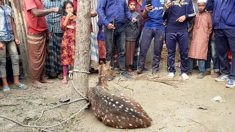 খাদ্য সংকটে লোকালয় থেকে চিত্রা হরিণ খাদ্য সংকটে লোকালয় থেকে চিত্রা হরিণ