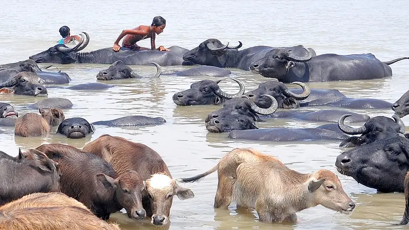 গরম সহ্য করতে না পেরে বগুড়ার যমুনা নদীতে নেমেছে মহিষের বাথান