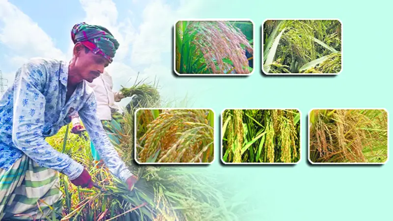 নতুন ধানে নতুন আশা নতুন ধানে নতুন আশা