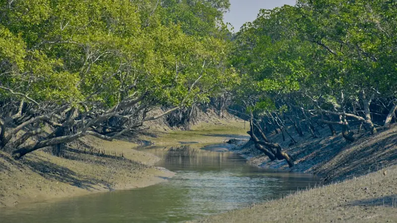 সুন্দরবন থেকে নৌকা-ফাঁদসহ হরিণের মাংস জব্দ